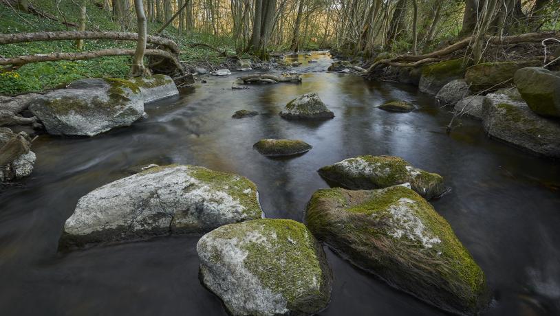 Naturlandsskab Vejstrup Ådal i Svendborg Kommune